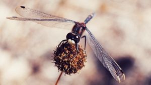 Preview wallpaper dragonfly, macro, plant, flower