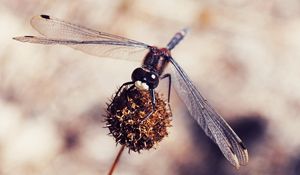 Preview wallpaper dragonfly, macro, plant, flower