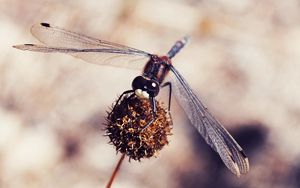 Preview wallpaper dragonfly, macro, plant, flower