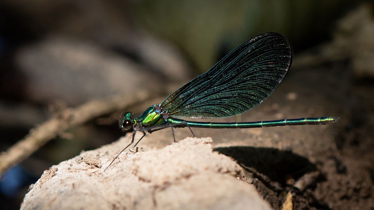 Wallpaper dragonfly, macro, stone, insect