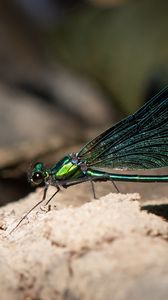 Preview wallpaper dragonfly, macro, stone, insect