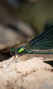 Preview wallpaper dragonfly, macro, stone, insect