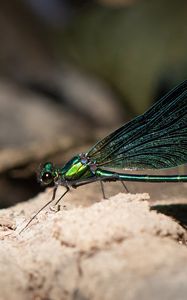 Preview wallpaper dragonfly, macro, stone, insect