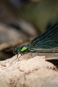 Preview wallpaper dragonfly, macro, stone, insect