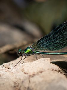 Preview wallpaper dragonfly, macro, stone, insect