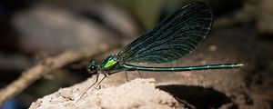 Preview wallpaper dragonfly, macro, stone, insect