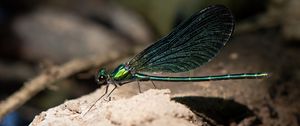 Preview wallpaper dragonfly, macro, stone, insect