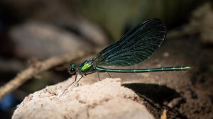 Preview wallpaper dragonfly, macro, stone, insect