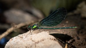 Preview wallpaper dragonfly, macro, stone, insect