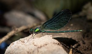 Preview wallpaper dragonfly, macro, stone, insect