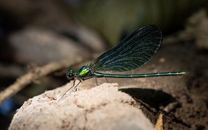 Preview wallpaper dragonfly, macro, stone, insect