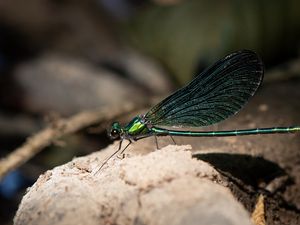 Preview wallpaper dragonfly, macro, stone, insect