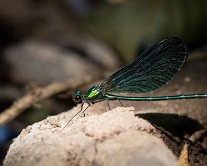 Preview wallpaper dragonfly, macro, stone, insect