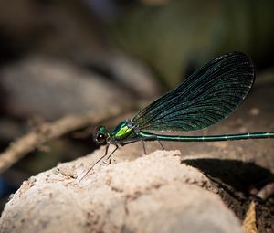 Preview wallpaper dragonfly, macro, stone, insect