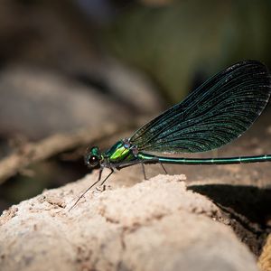 Preview wallpaper dragonfly, macro, stone, insect