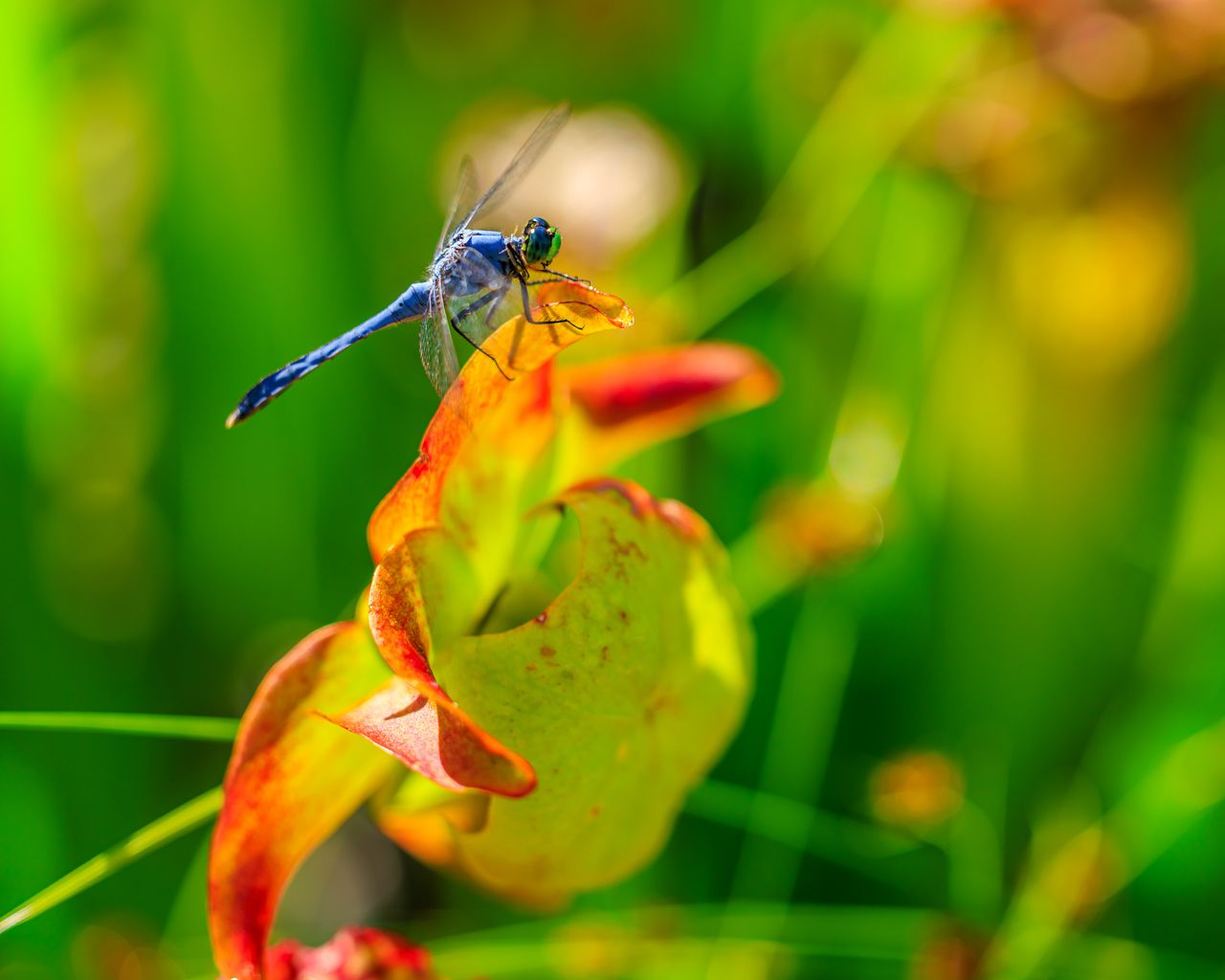 1280x1024 Wallpaper dragonfly, nature, macro, summer, insect