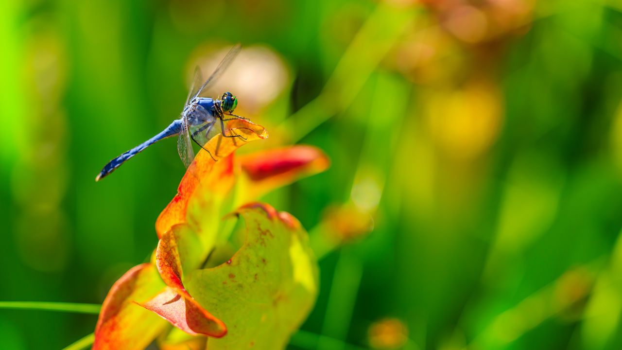 Wallpaper dragonfly, nature, macro, summer, insect
