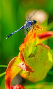 Preview wallpaper dragonfly, nature, macro, summer, insect