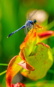 Preview wallpaper dragonfly, nature, macro, summer, insect