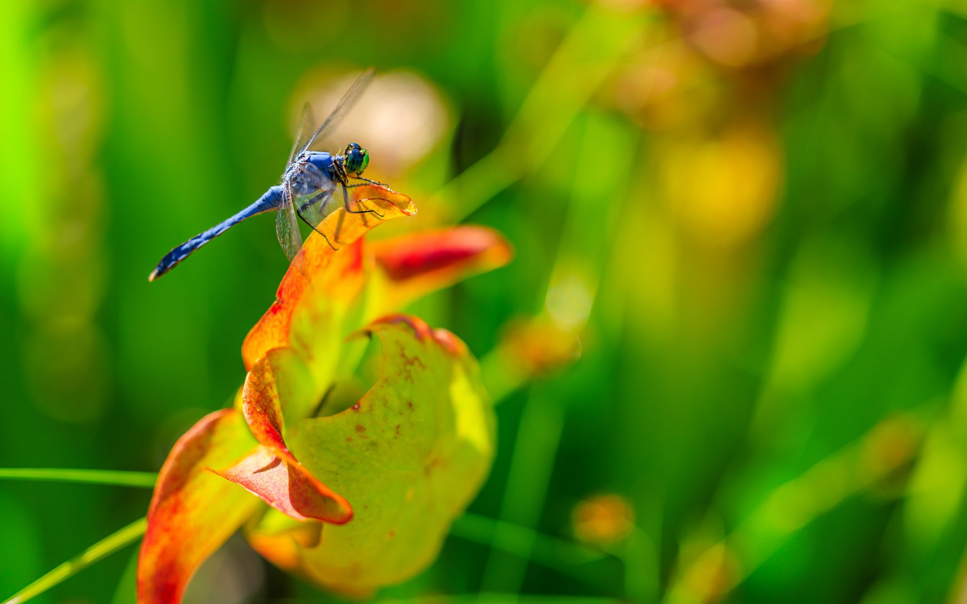 1920x1200 Wallpaper dragonfly, nature, macro, summer, insect