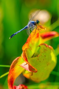 Preview wallpaper dragonfly, nature, macro, summer, insect