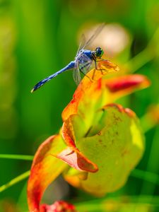 Preview wallpaper dragonfly, nature, macro, summer, insect