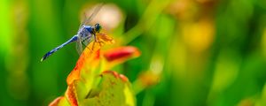 Preview wallpaper dragonfly, nature, macro, summer, insect