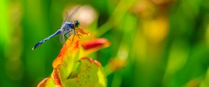 Preview wallpaper dragonfly, nature, macro, summer, insect