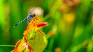 Preview wallpaper dragonfly, nature, macro, summer, insect