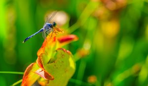 Preview wallpaper dragonfly, nature, macro, summer, insect