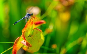 Preview wallpaper dragonfly, nature, macro, summer, insect