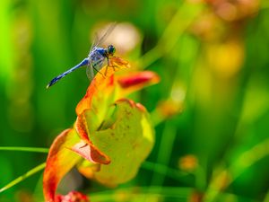 Preview wallpaper dragonfly, nature, macro, summer, insect
