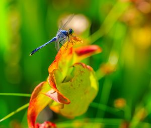Preview wallpaper dragonfly, nature, macro, summer, insect