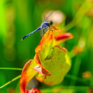 Preview wallpaper dragonfly, nature, macro, summer, insect