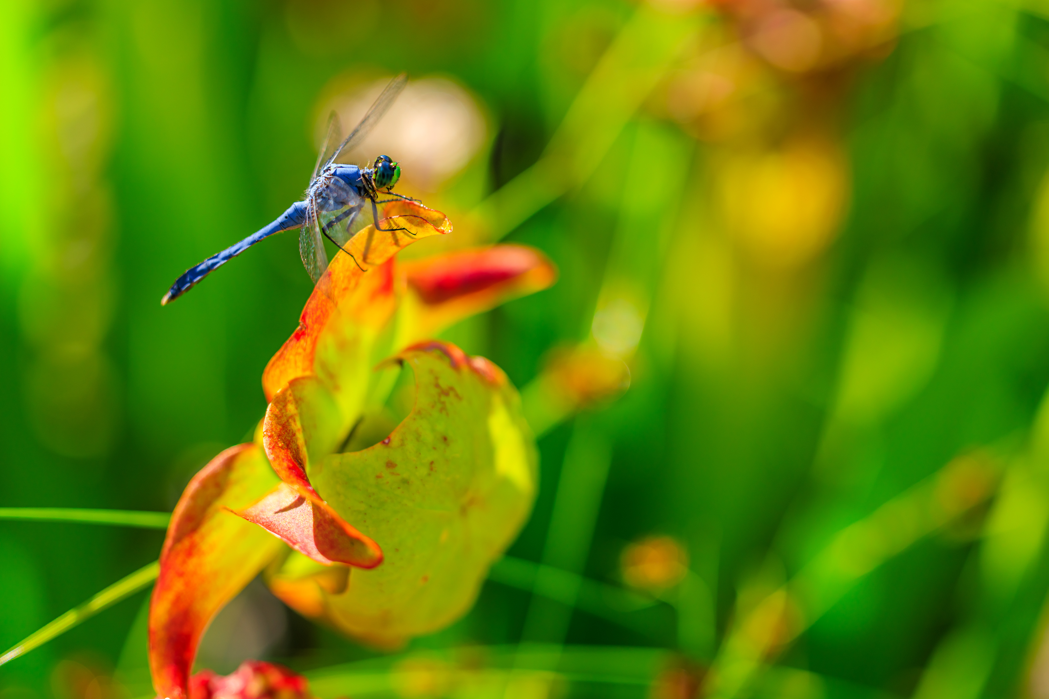 3600x2401 Wallpaper dragonfly, nature, macro, summer, insect