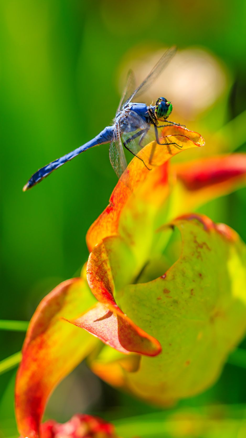 938x1668 Wallpaper dragonfly, nature, macro, summer, insect
