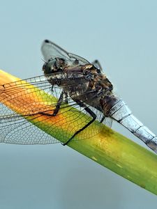 Preview wallpaper dragonfly, plant, branch, insect