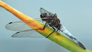 Preview wallpaper dragonfly, plant, branch, insect