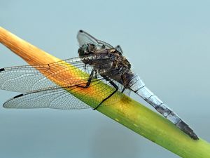 Preview wallpaper dragonfly, plant, branch, insect