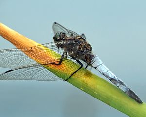 Preview wallpaper dragonfly, plant, branch, insect