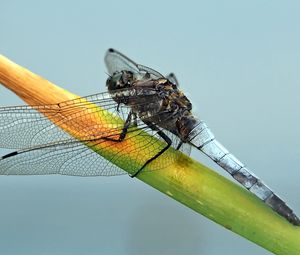 Preview wallpaper dragonfly, plant, branch, insect