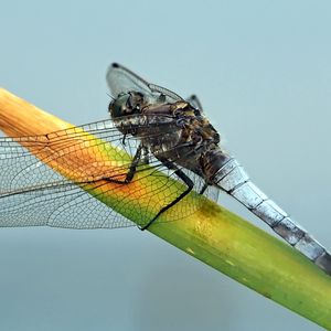 Preview wallpaper dragonfly, plant, branch, insect