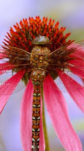 Preview wallpaper dragonfly, plant, flower