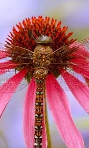 Preview wallpaper dragonfly, plant, flower