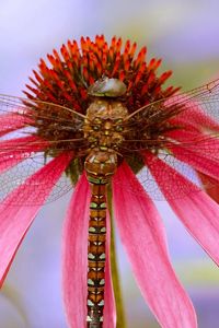 Preview wallpaper dragonfly, plant, flower