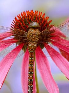 Preview wallpaper dragonfly, plant, flower