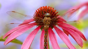 Preview wallpaper dragonfly, plant, flower