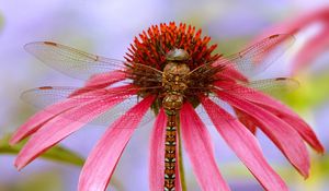 Preview wallpaper dragonfly, plant, flower