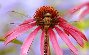 Preview wallpaper dragonfly, plant, flower