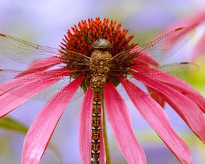 Preview wallpaper dragonfly, plant, flower